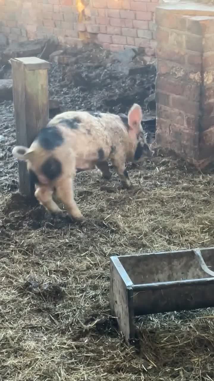 Pig livestock for sale: Gloucester old spot x Berkshire  - Video 2