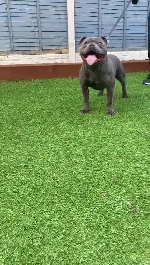 Staffordshire Bull Terrier dogs for stud: OUTSTANDING QUALITY BLUE STUD (PROVEN) in Hounslow - Video 1