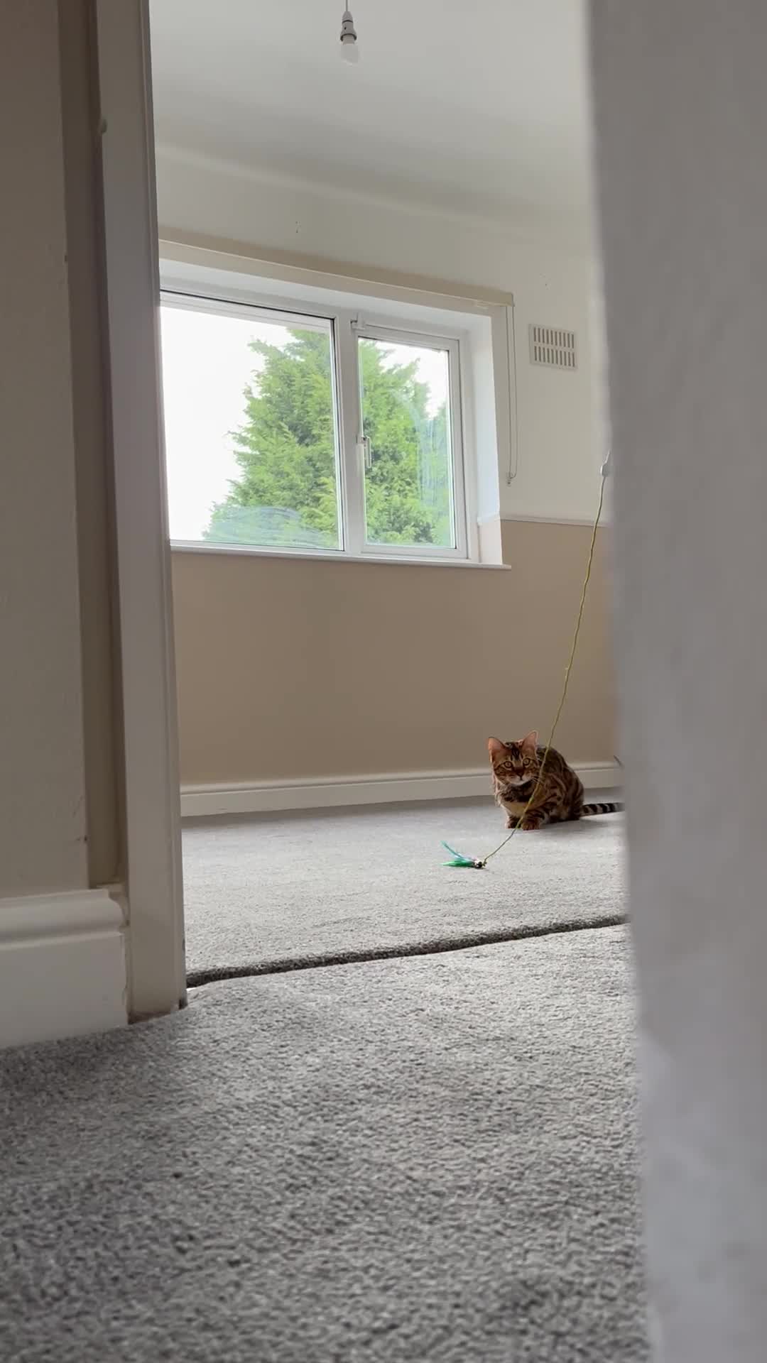Bengal cats for sale: Bengal Cat For Sale - Video 3