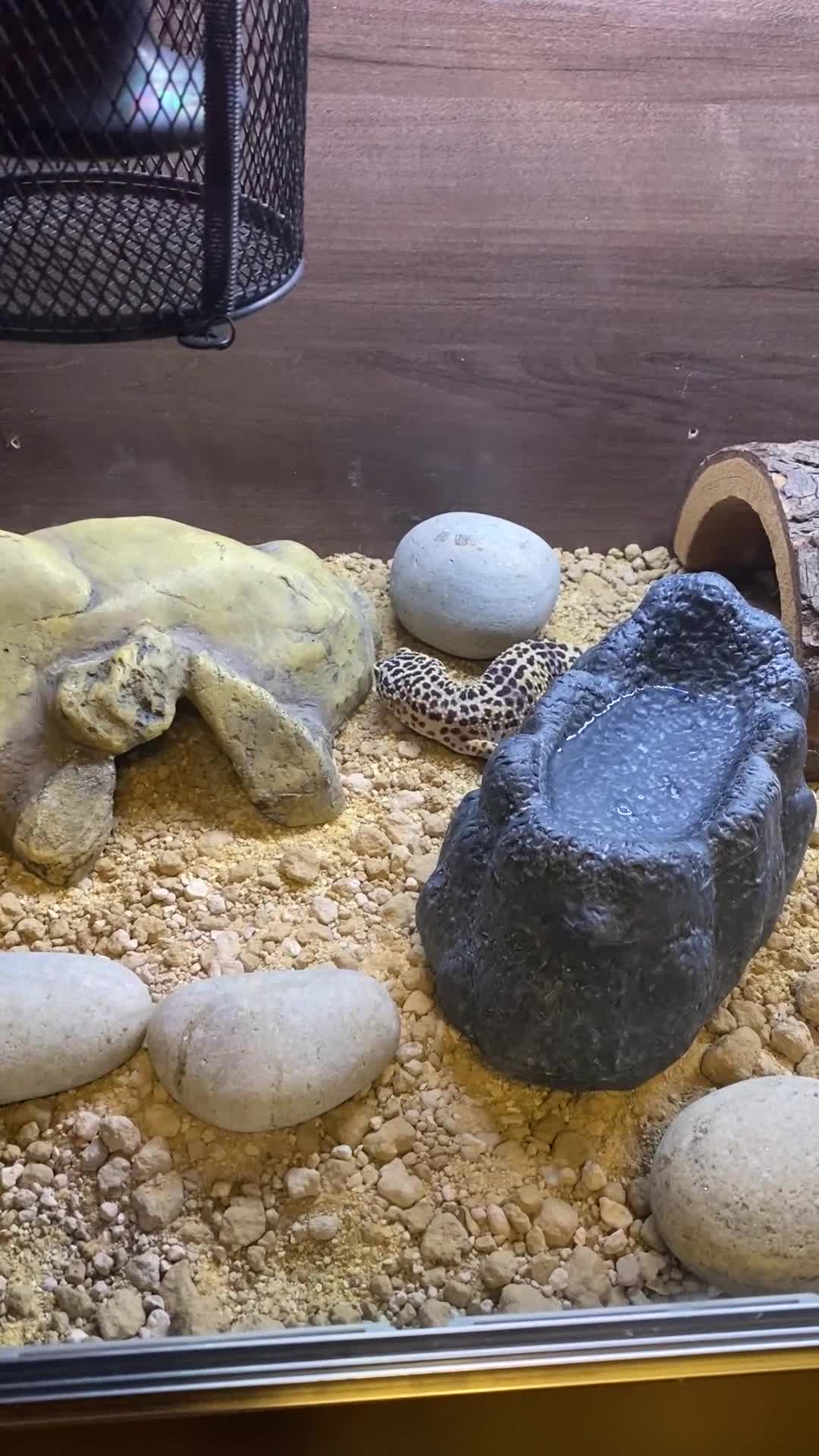 Leopard Gecko reptiles for sale: Leopard geeko and full set up  - Video 1