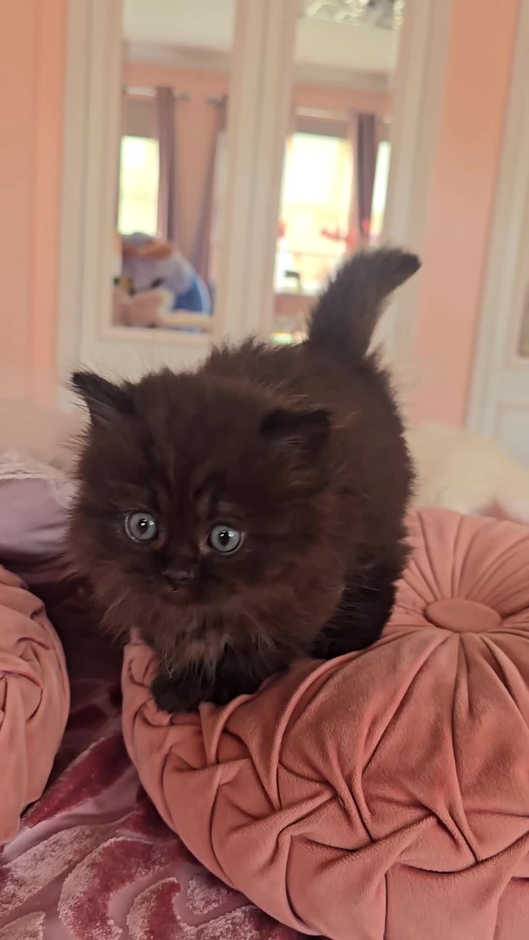 Munchkin cats for sale: 'Rughugger'Minuet kittens - Video 5