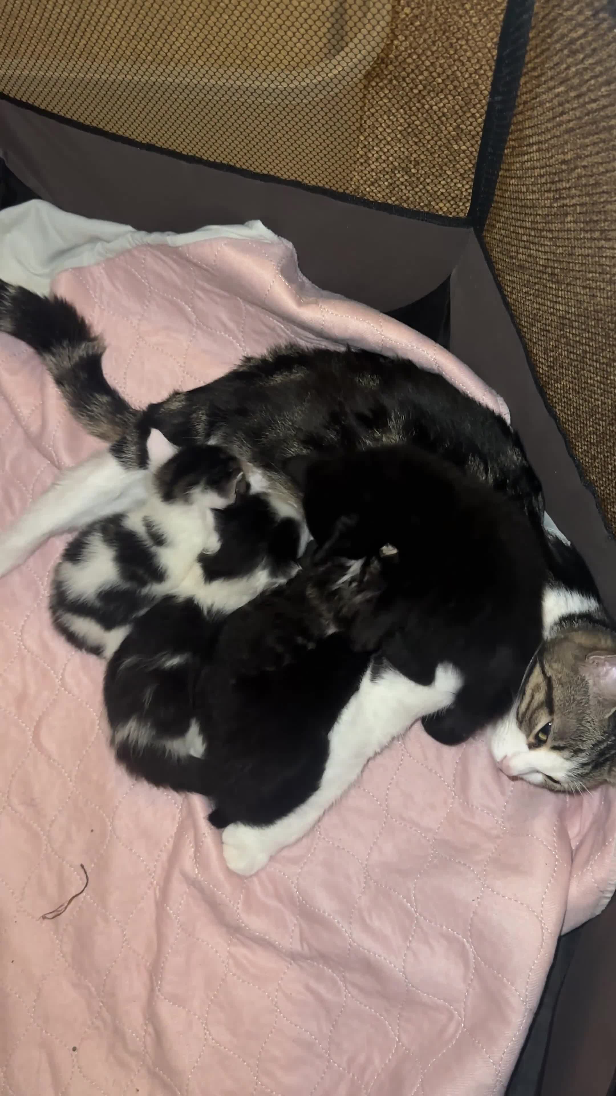 British Longhair cats for sale: Beautiful & playful kittens ready for new home - Video 1
