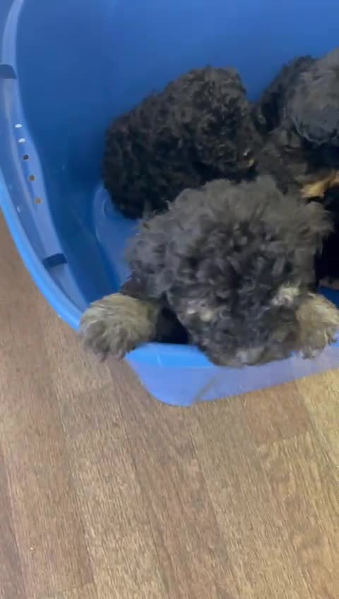 Toy Poodle dogs for stud: Phantom Toy Poodle KC registered North East Stud in Whitley Bay - Video 1