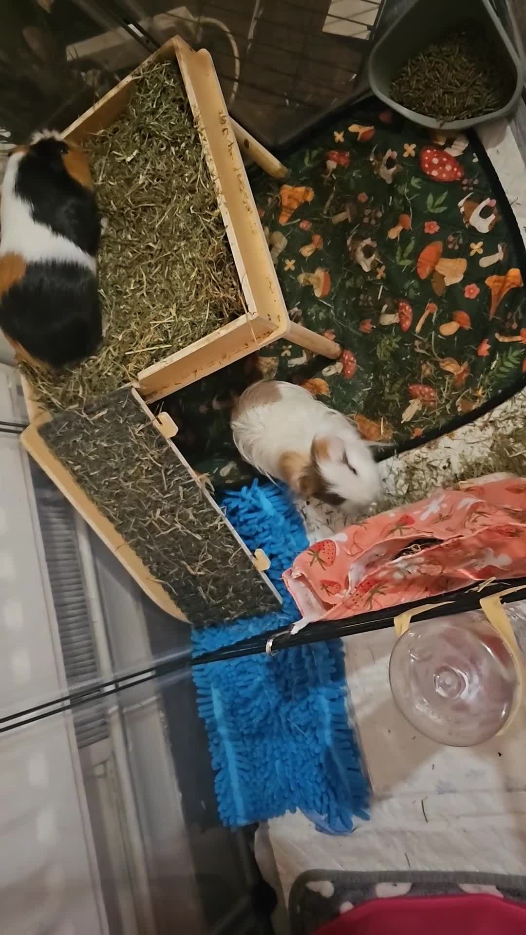 Guinea Pig rodents for sale: 2xmales in Wolverhampton - Video 1