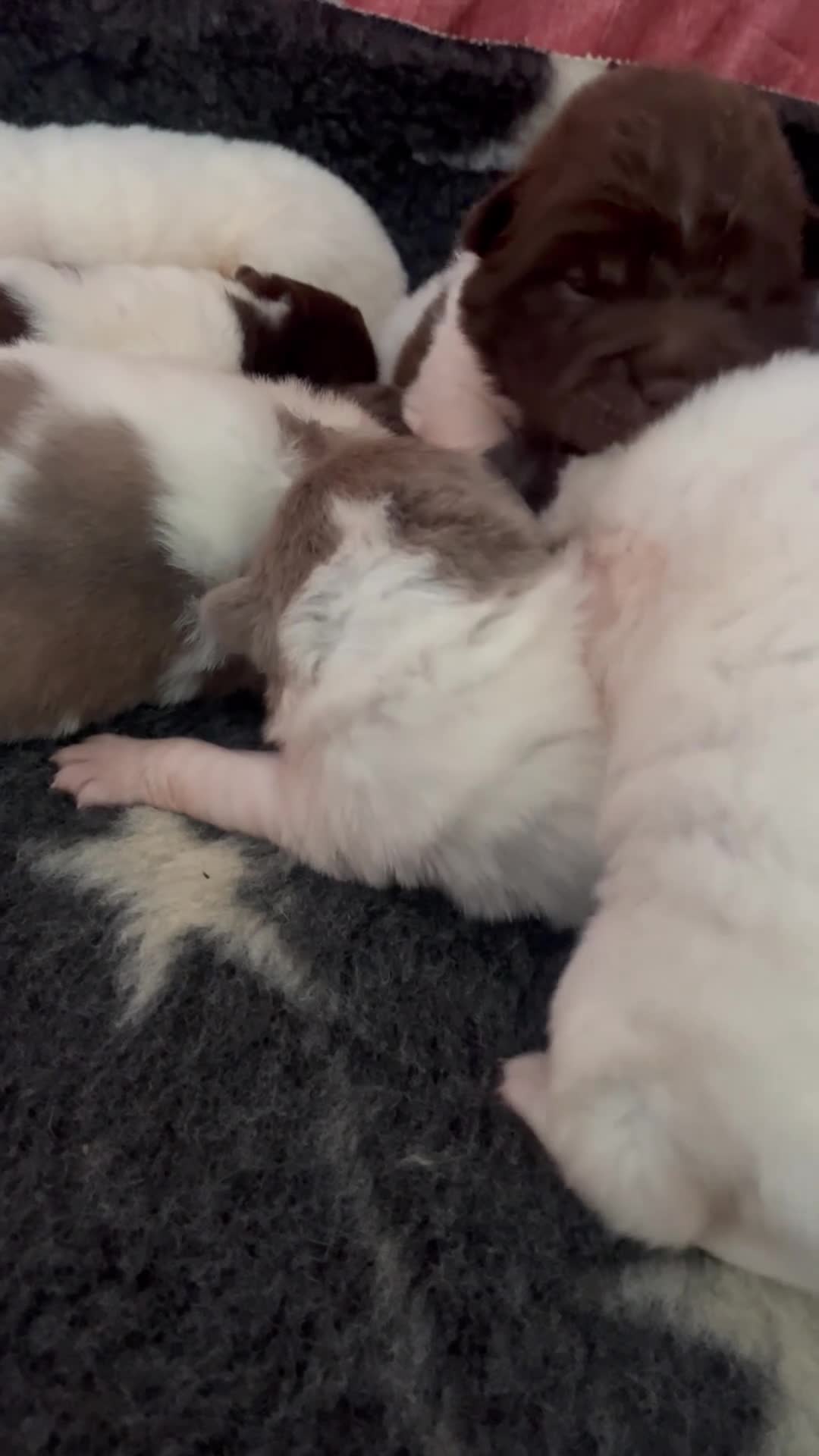 Shar Pei dogs for sale: Amazing flower bear coat !!!  - Video 1