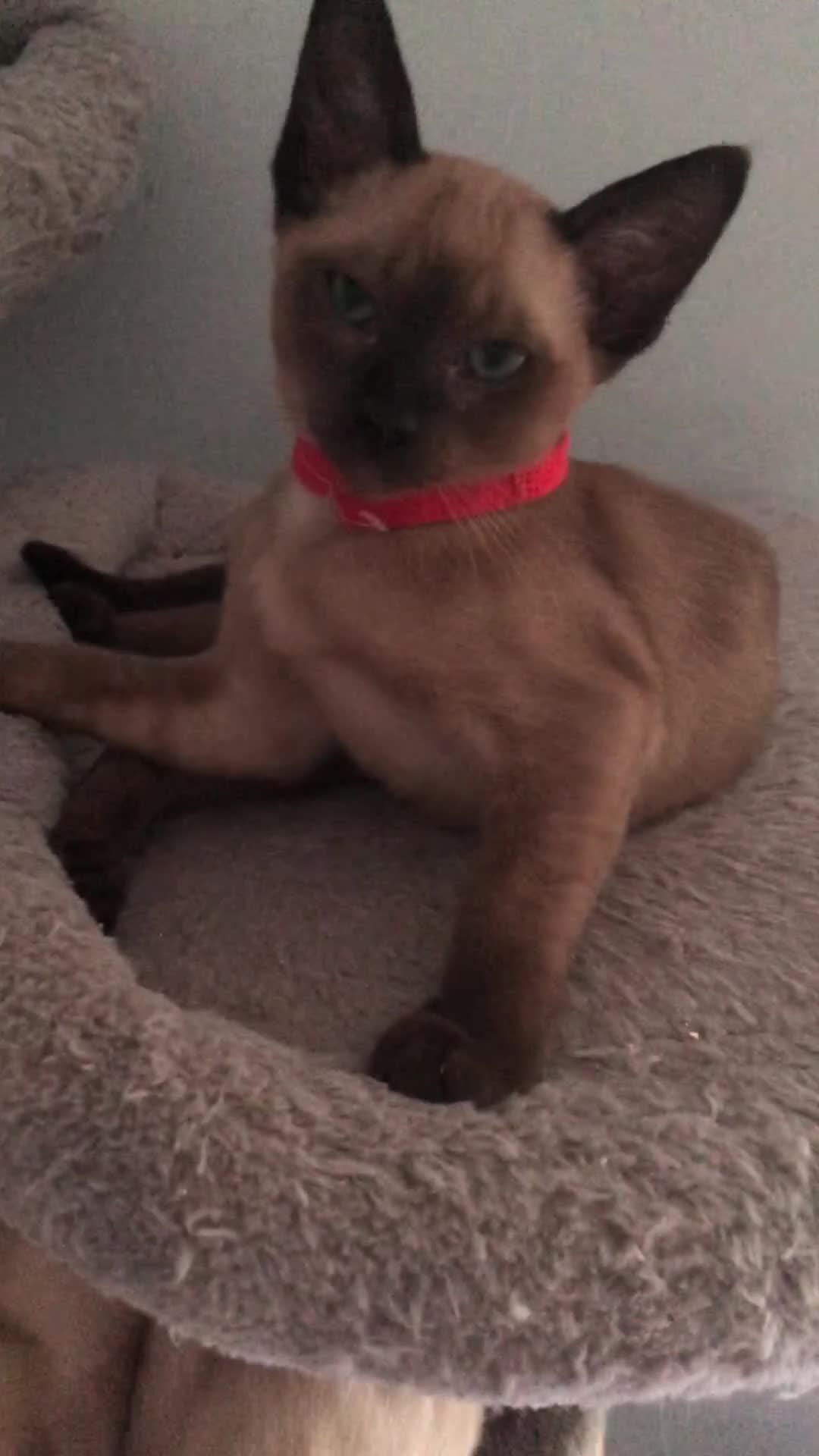 Burmese cats for sale: Burmese x Siamese, registered GCCF Tonkinese. - Video 1