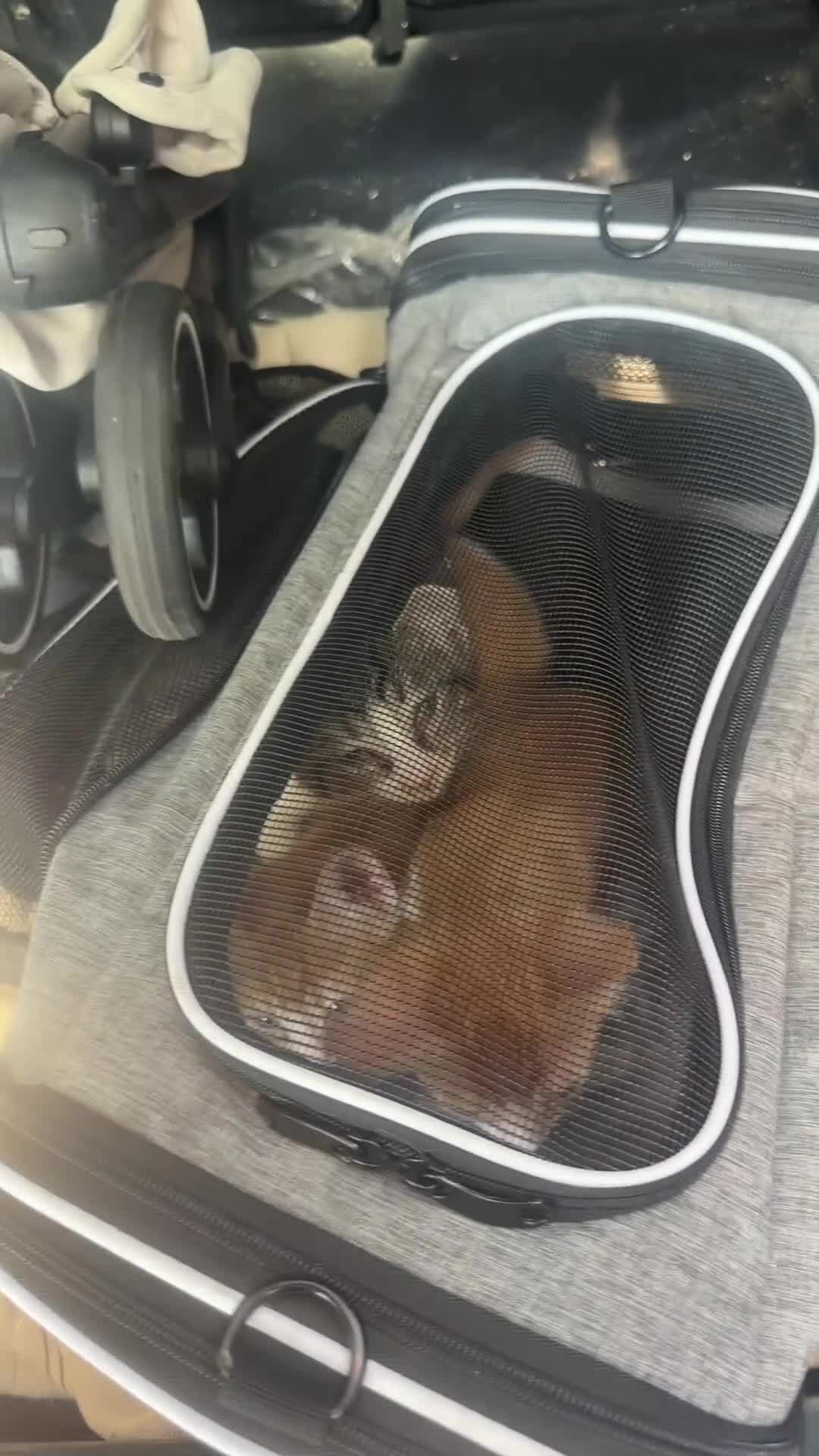 Mixed Breed cats for sale: F*R*E*E READ DESCRIPTION - Video 1