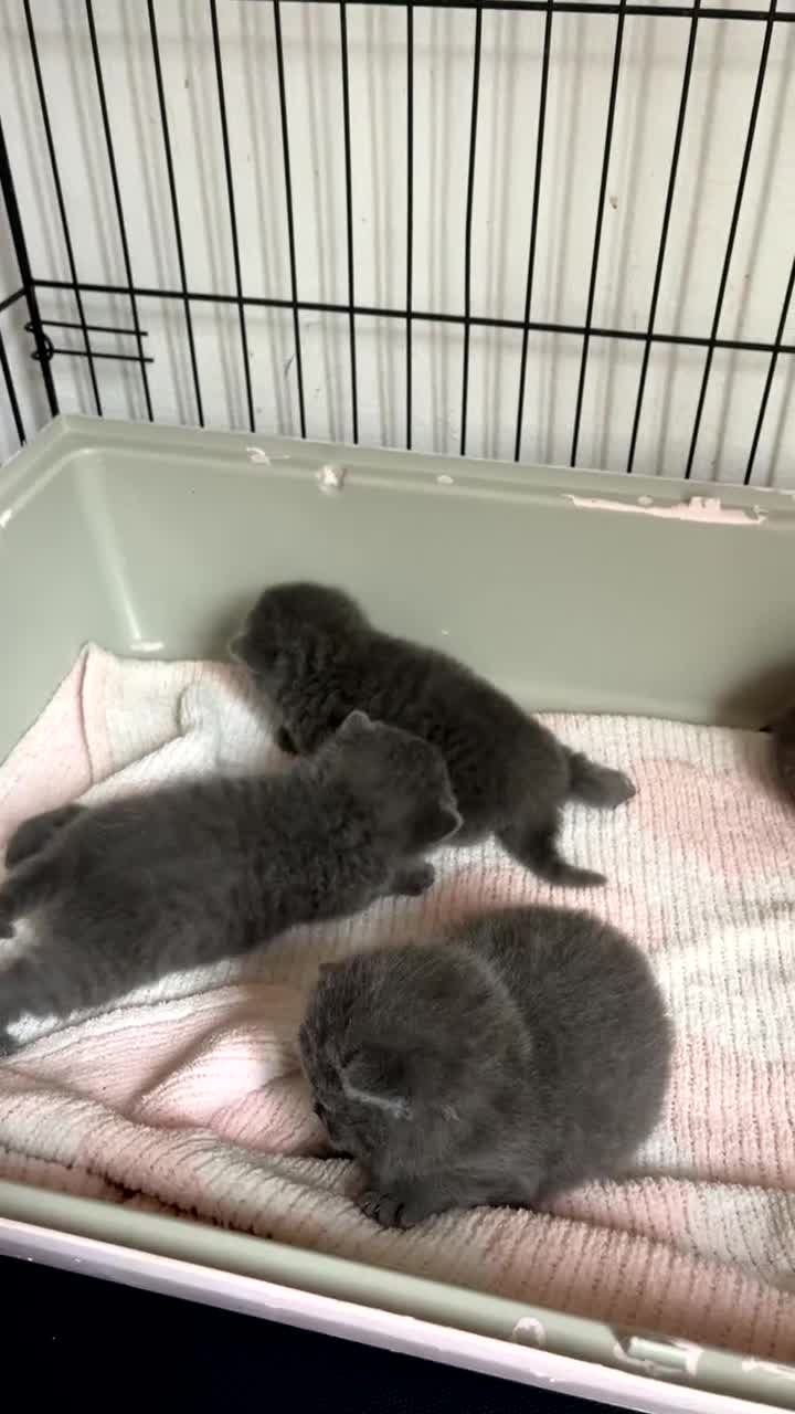 British Shorthair cats for sale: British shorthair kittens  - Video 2