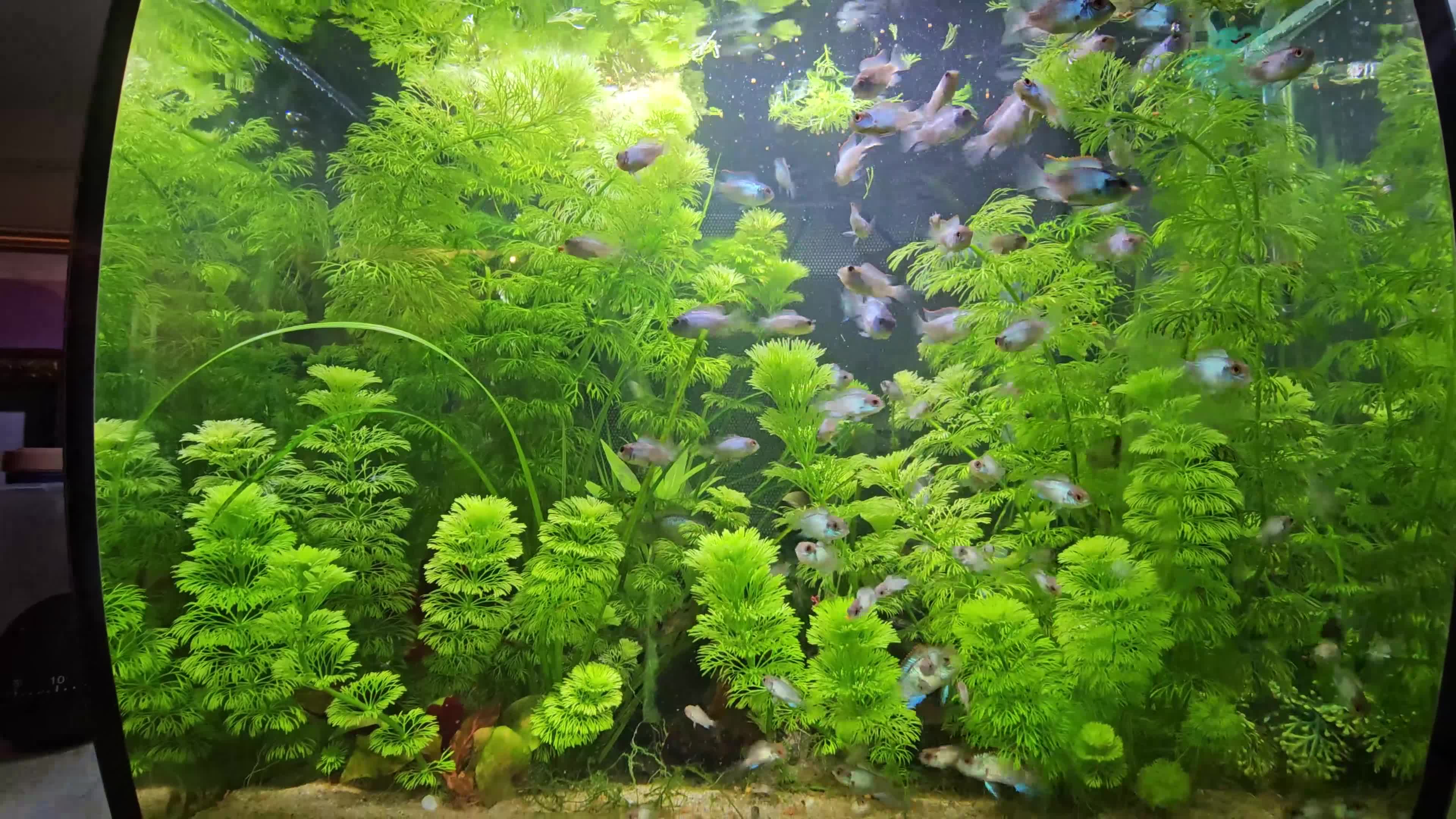 Cichlids fish for sale: Blue electric acara  in Preston - Video 2