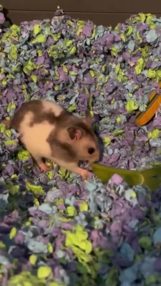 Hamster rodents for sale: Hamster Kent  in Canterbury - Video 1