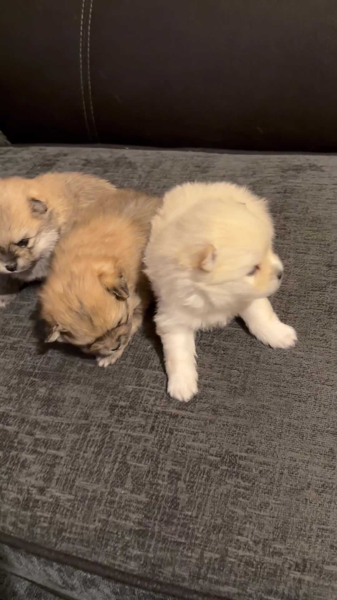 Pomeranian dogs for sale: Pomeranian  - Video 2