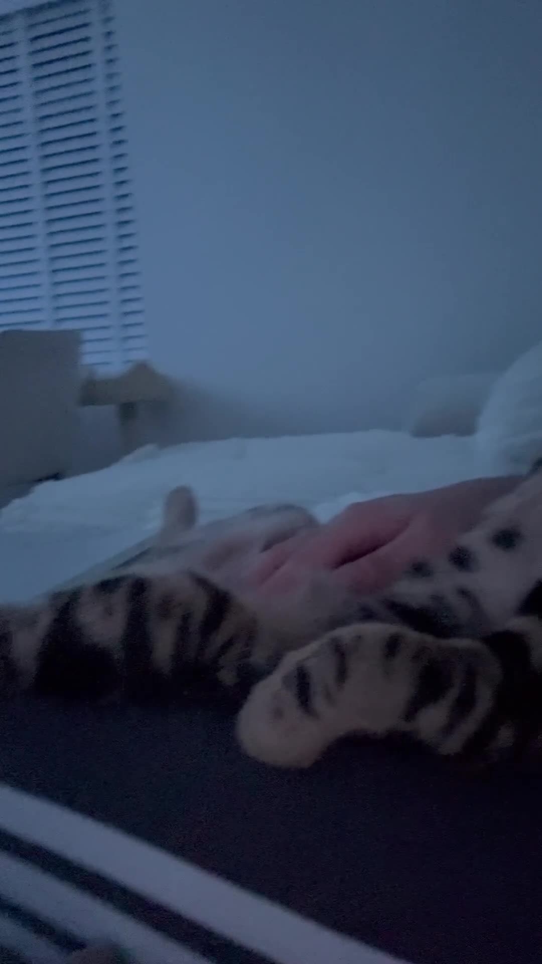 Bengal cats for sale: Apollo - Video 1