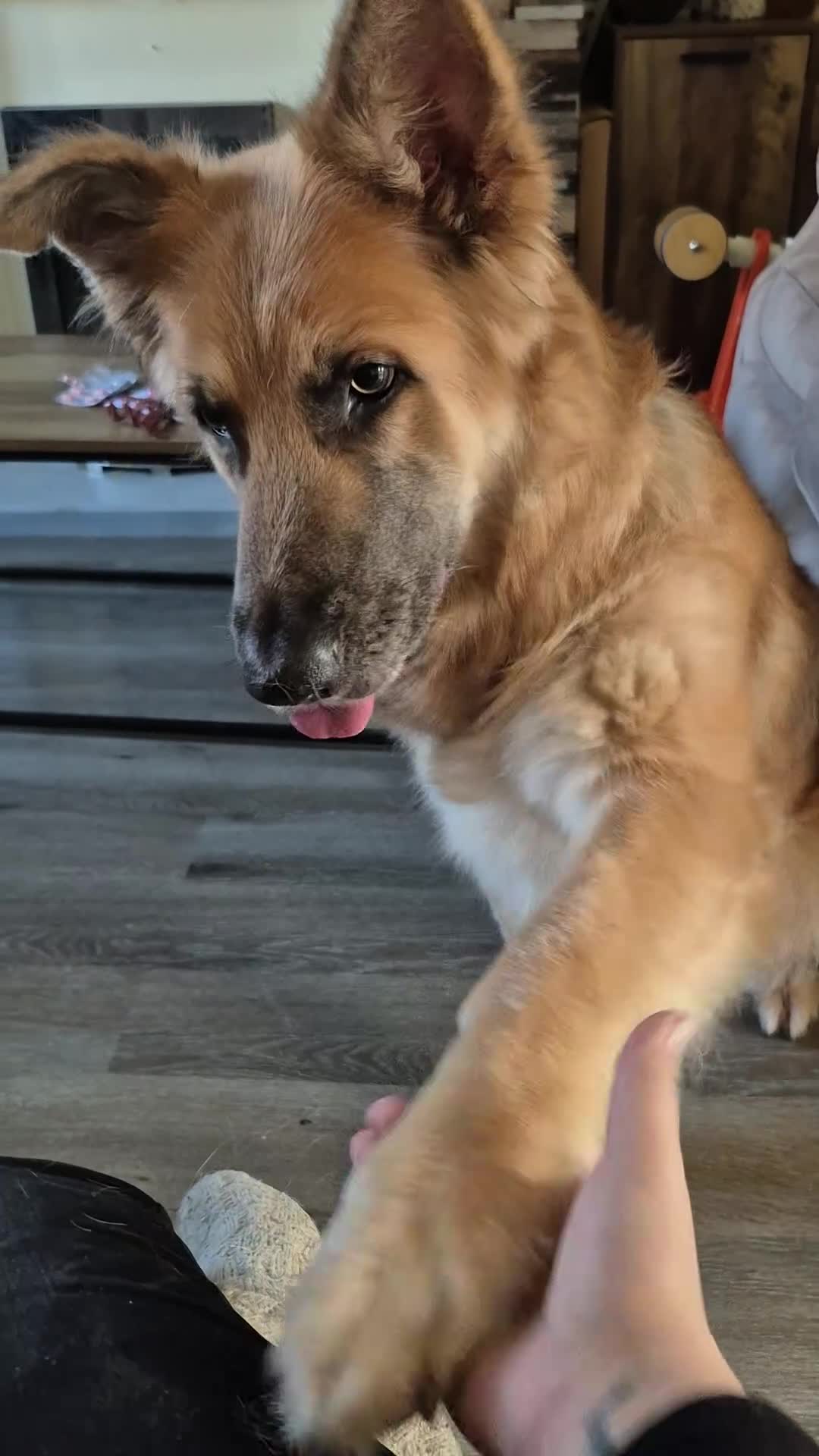 German Shepherd dogs for sale: Semi long haired german shepherd female. - Video 1