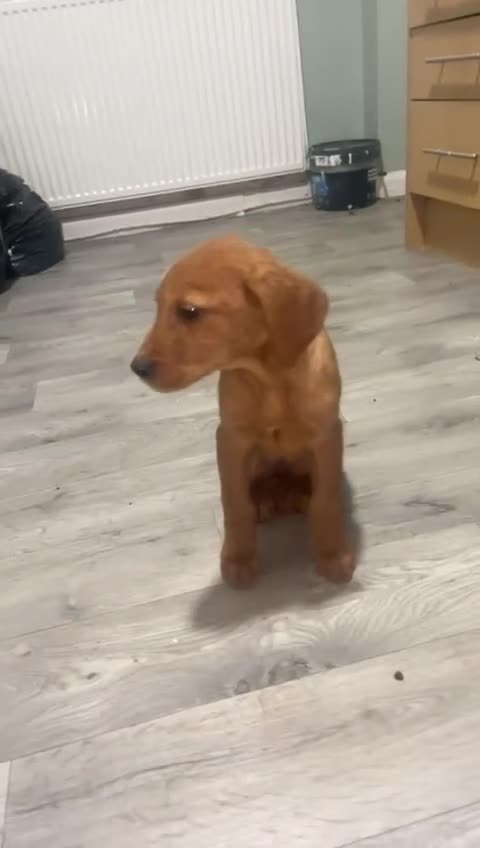 Mixed Breed dogs for sale: Hungarian Vizsla X Labrador Retriever - Video 1