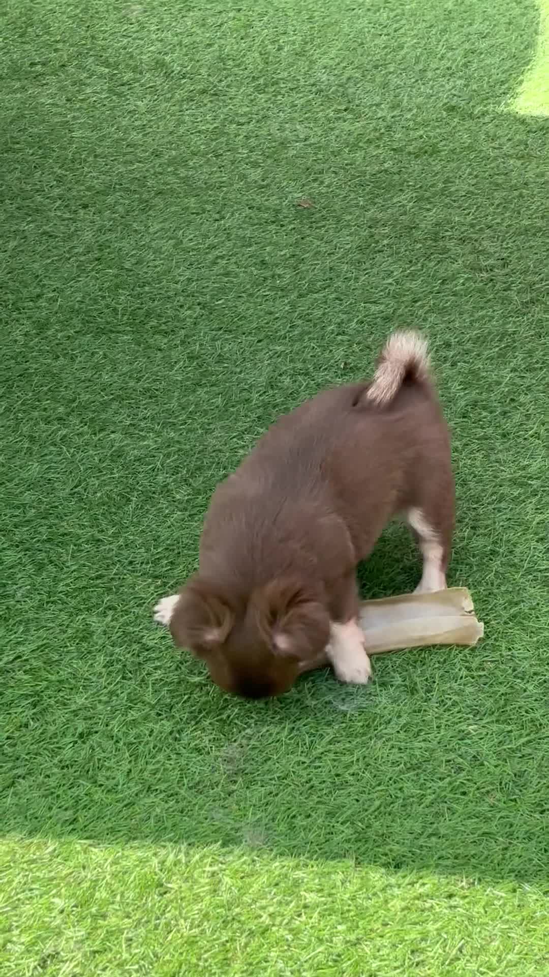 Chihuahua dogs for sale: Beautiful long coat puppies  - Video 3