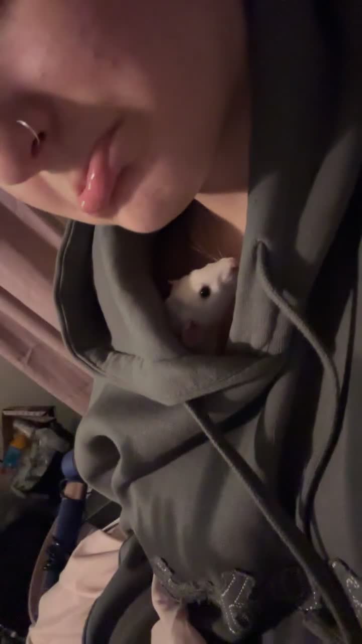 Rat rodents for sale: 2 female dumbo rats for sale  - Video 1