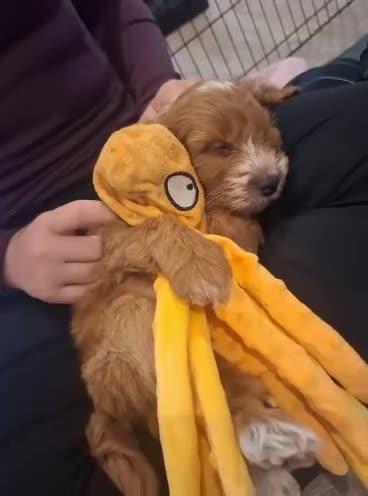 Cockapoo dogs for sale: COCKAPOO  READY NOW !!!! - Video 4
