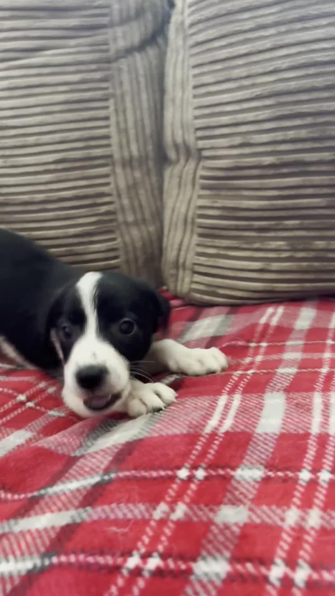 Mixed Breed dogs for sale: 🐾✨ TWO Border Collie x Blue Heeler Pups left ✨🐾 - Video 2