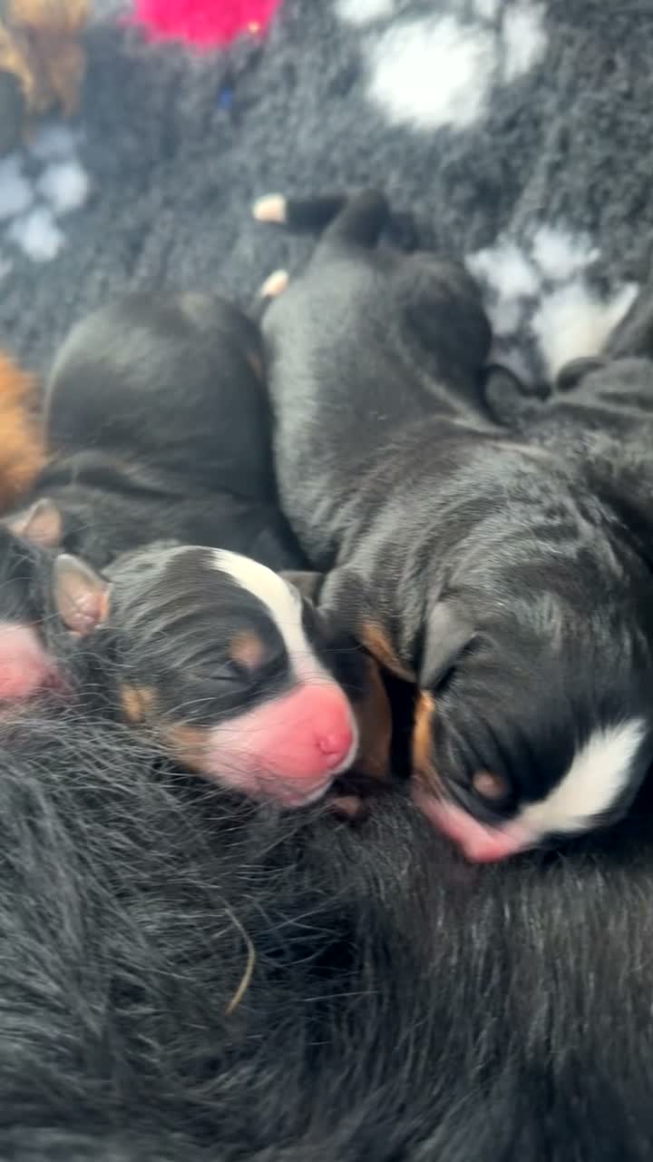 Bernese Mountain Dog dogs for sale: The Most beautiful babies Bernese. - Video 1