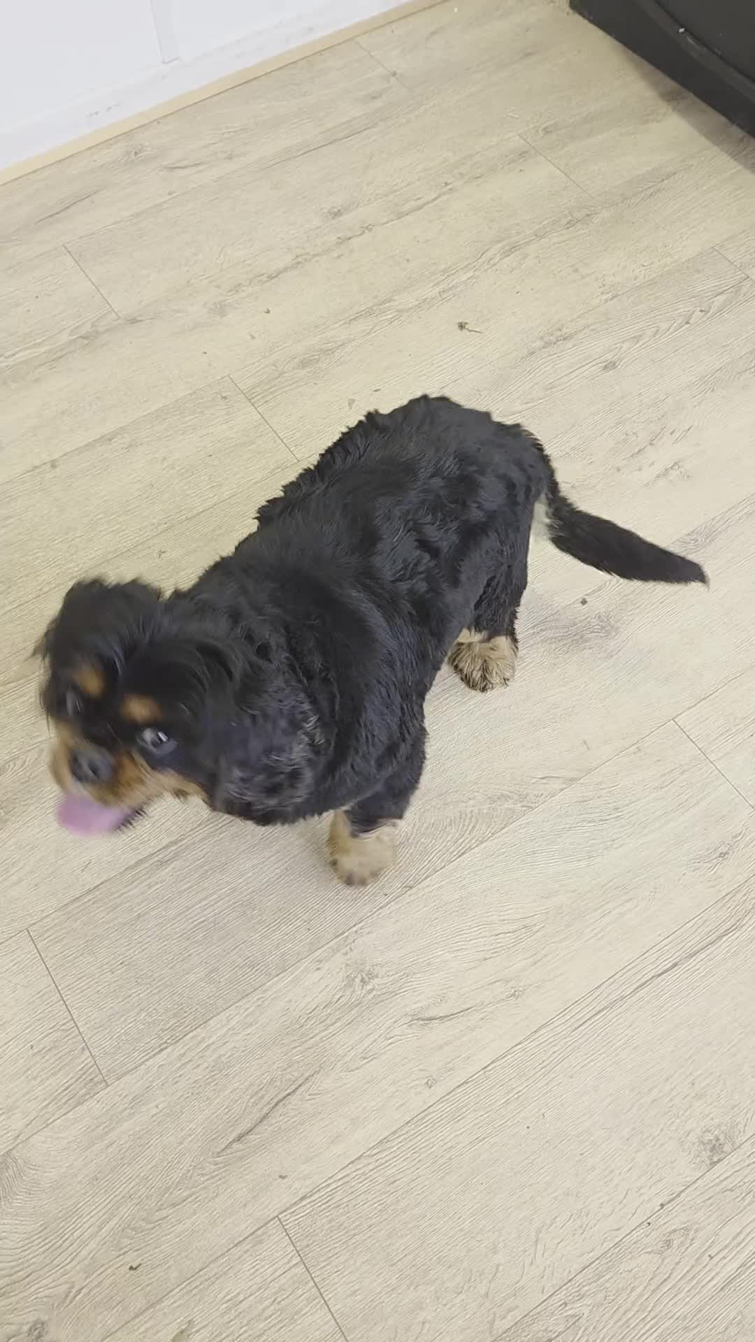 Cavalier King Charles Spaniel dogs for stud: Health Tested K.C Registered Stud - Video 1