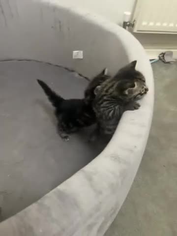 Mixed Breed cats for sale: Mixed Bengal kittens  - Video 1