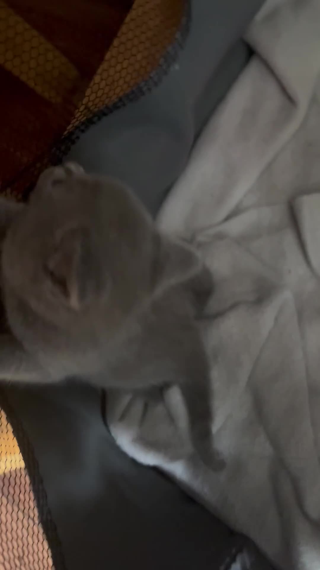 British Shorthair cats for sale: British Shorthair kittens  - Video 4