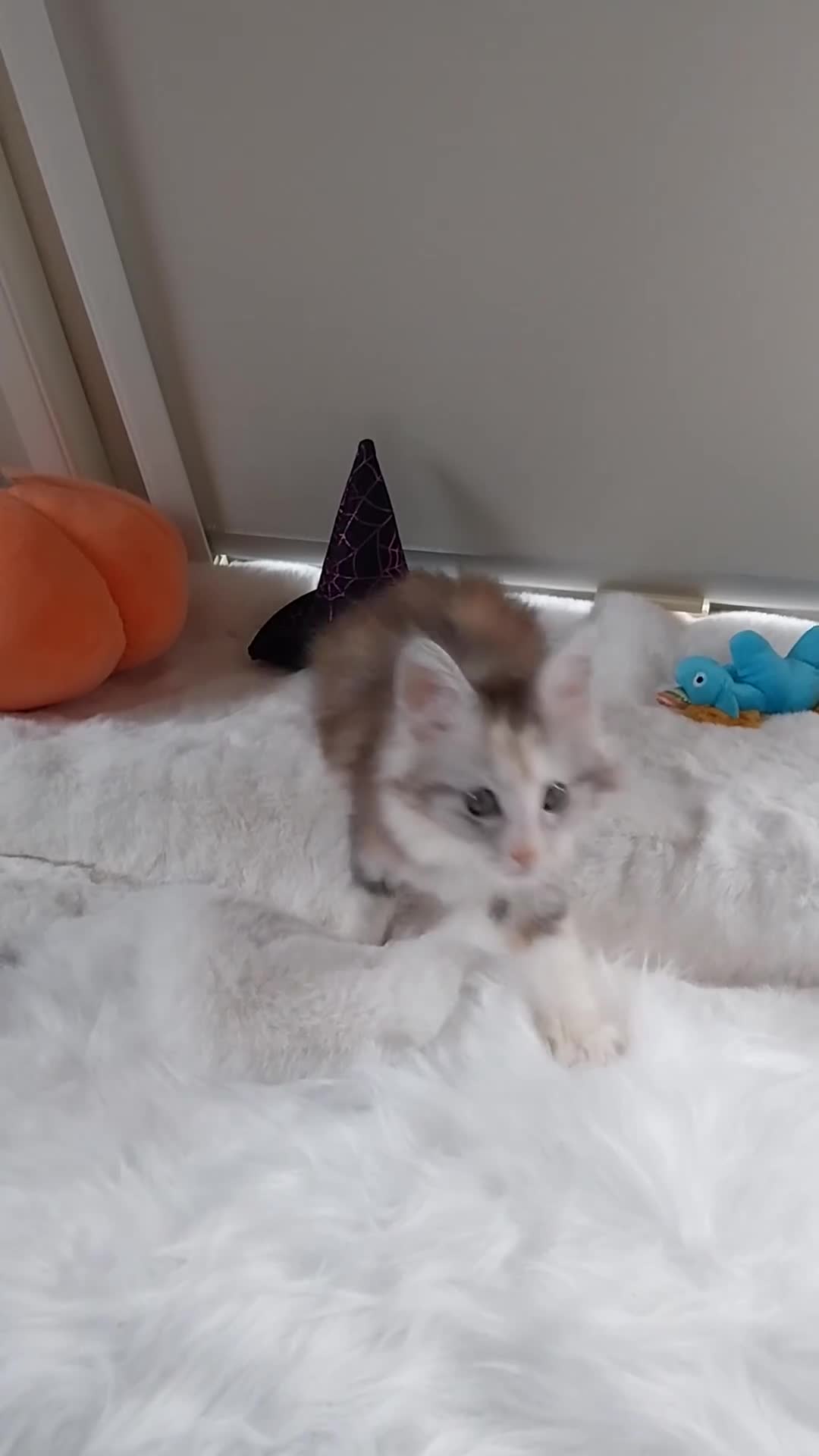 Maine Coon cats for sale: Stunning XL Maine Coon Kittens. Tica Reg. Tortie. - Video 3