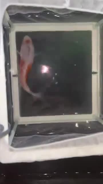 Koi Carp fish for sale: Japanese koi  - Video 4
