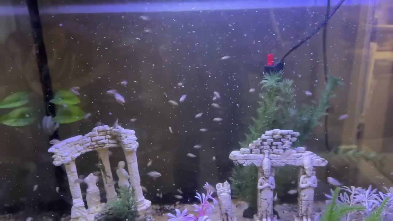 Cichlids fish for sale: Marble Convicts Juvenile  in Leatherhead - Video 1