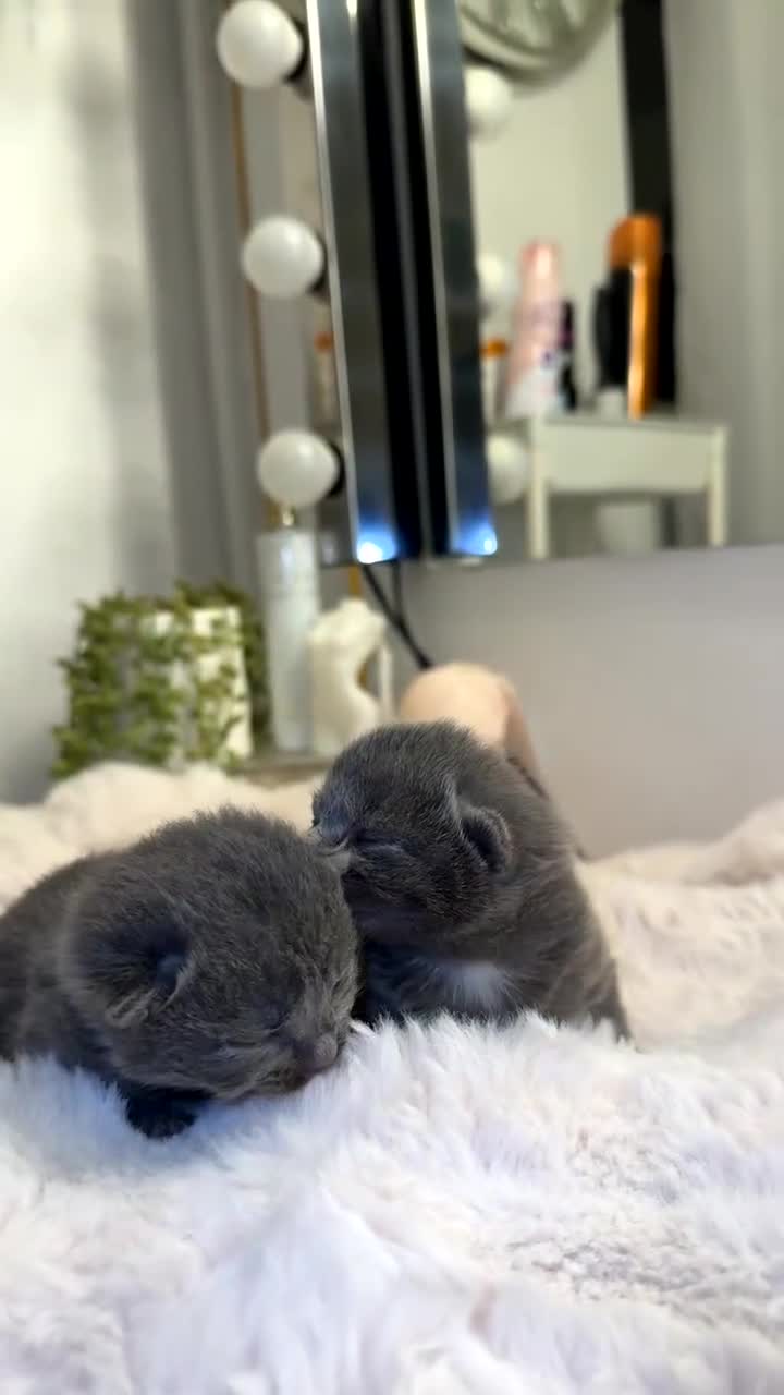 Mixed Breed cats for sale: 💕✨ Gorgeous BSH x Nebelung Boys ✨ - Video 2