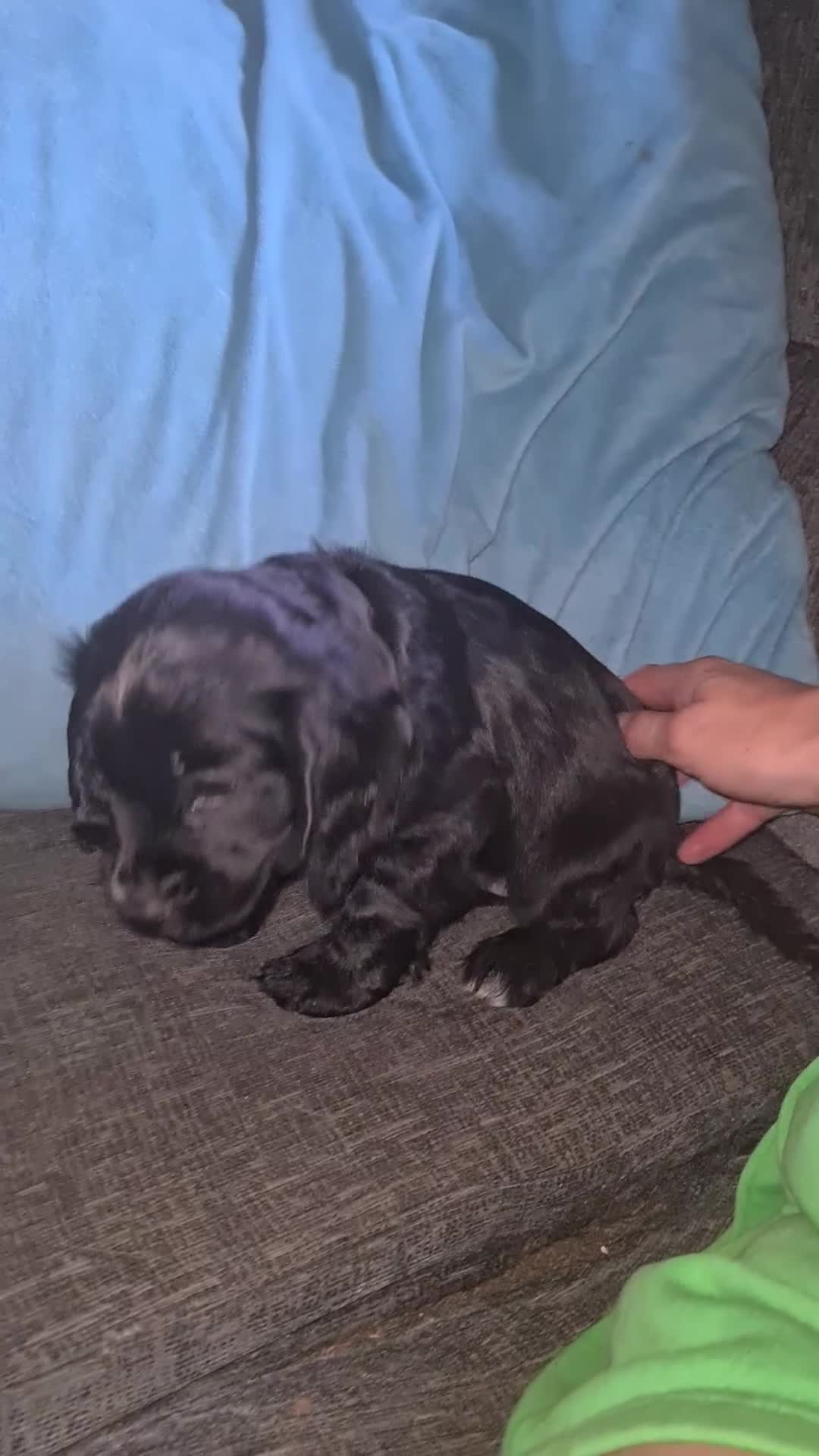 Cocker Spaniel dogs for sale: Cocker spaniel puppies due  - Video 2