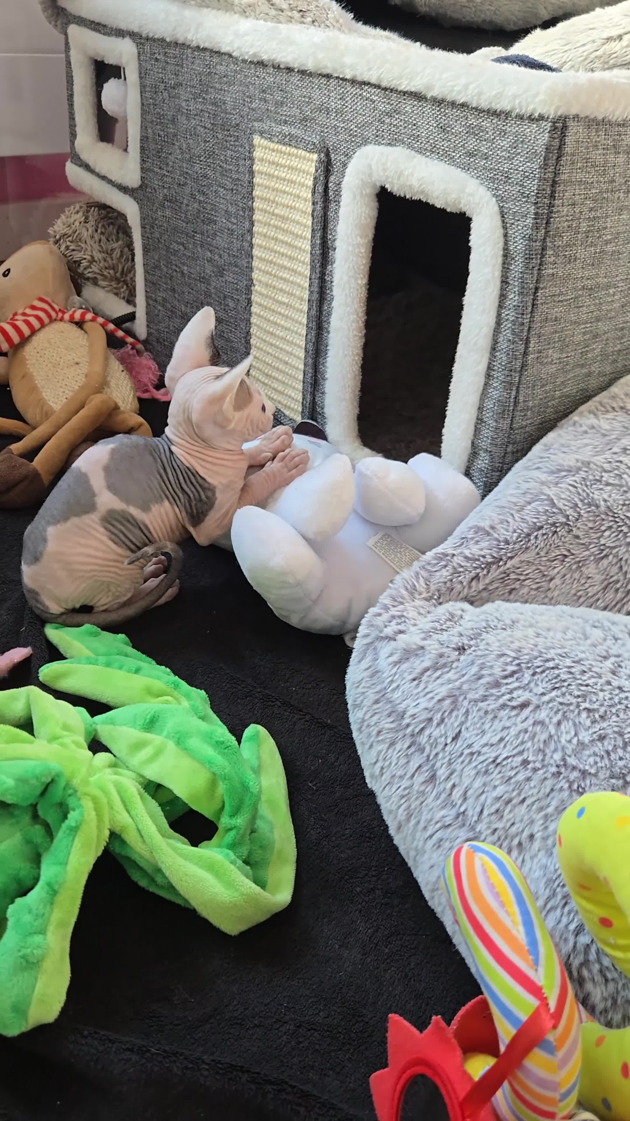 Sphynx cats for sale: Blue Eyes sphynx kittens GCCF and TICA  - Video 1