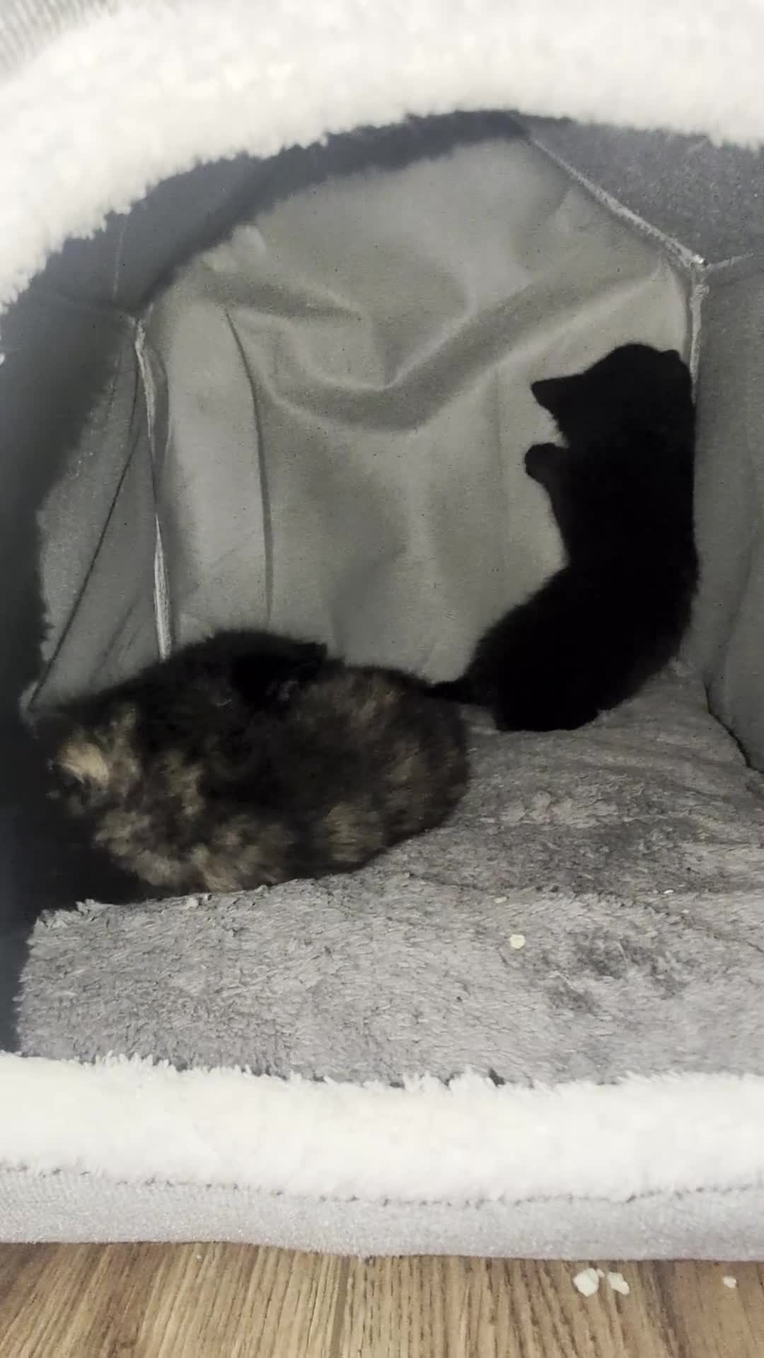 Mixed Breed cats for sale: Jet Black Tabby Kittens & Stunning Tortie Girl  - Video 1