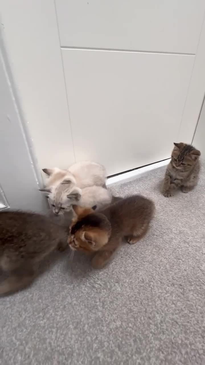Scottish Fold cats for sale: Beautiful Scottish fold/straight ears kittens - Video 1