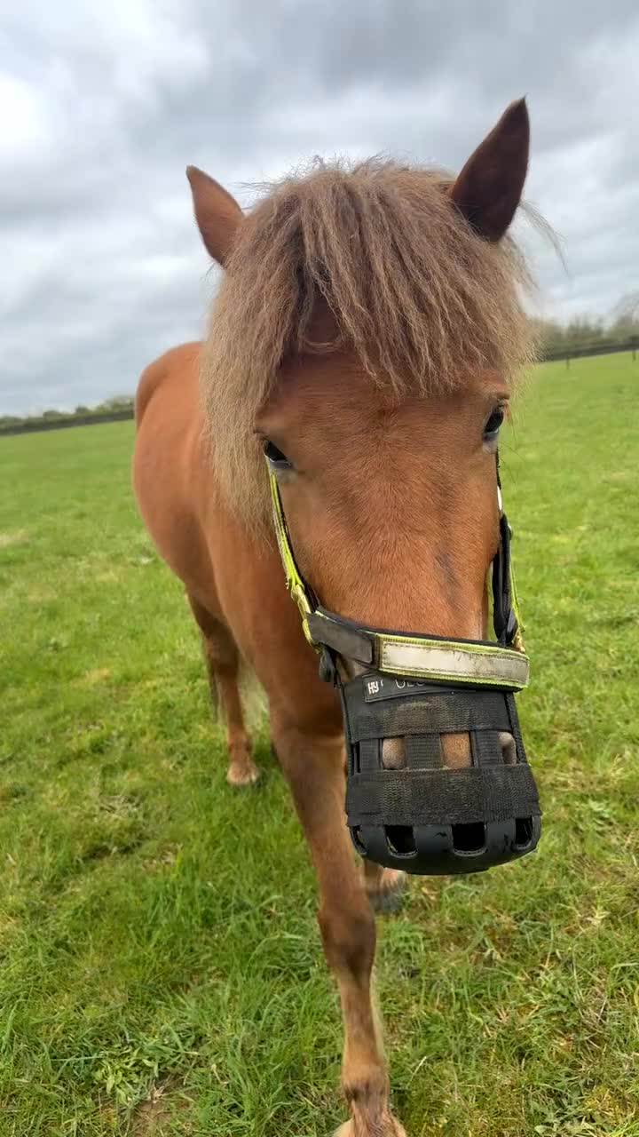Dartmoor horses for sale: Dartmoor pony  in Lechlade - Video 1