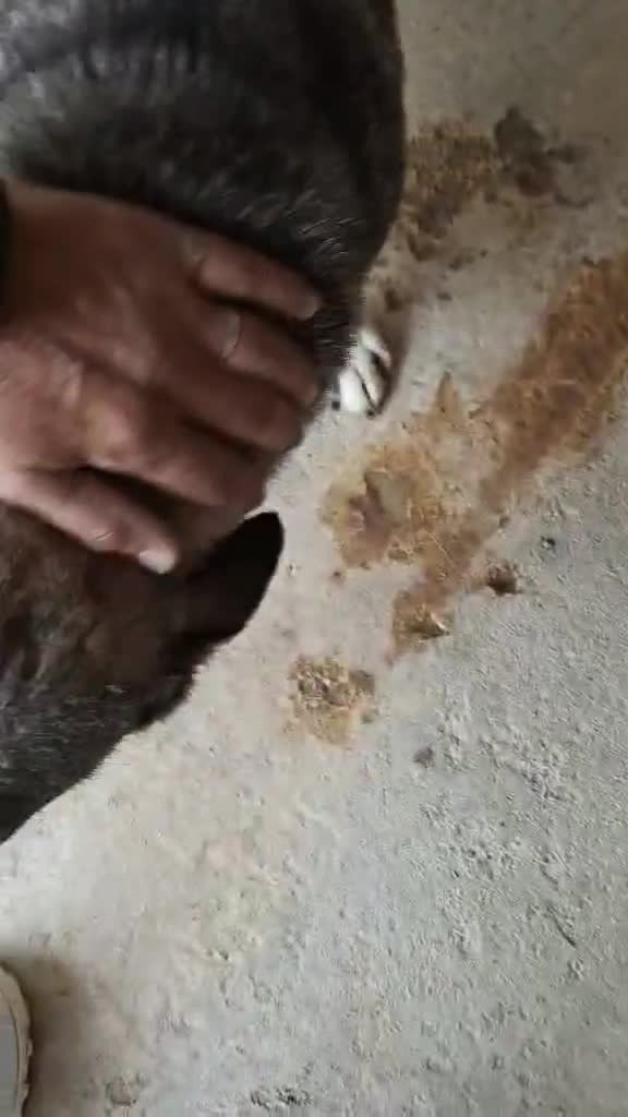 Mixed Breed dogs for adoption: Pippa – A Truly Special Little Soul 💛 - Video 2