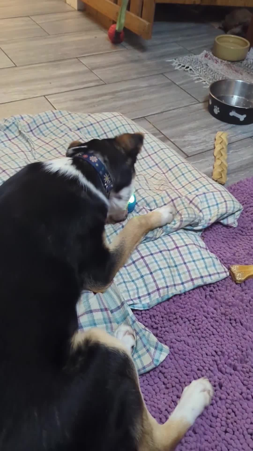 Mixed Breed dogs for adoption: ESSIE  - Video 1