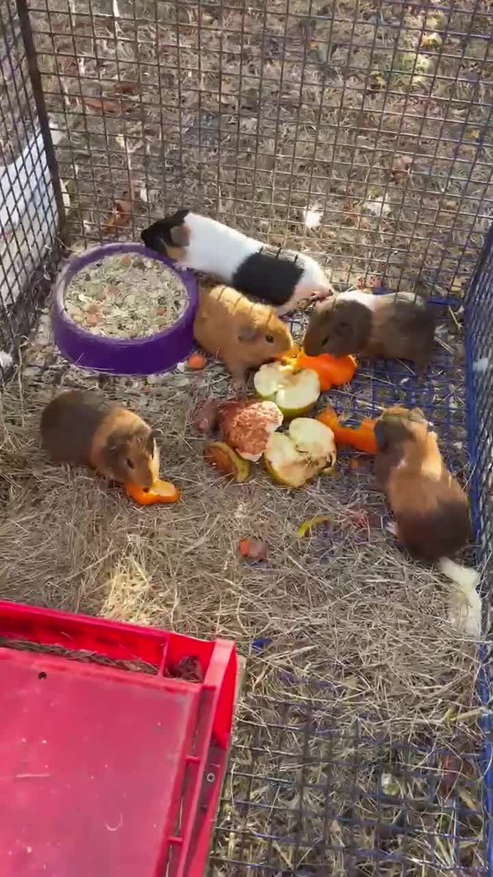 Guinea Pig rodents for sale: 3 x Boy Guinea Pigs - Video 3