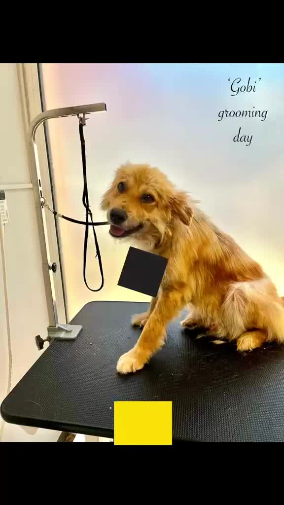 Mixed Breed dogs for adoption: Gobi-2 1/2 yr little fella-Available for adoption  in Brixham - Video 1