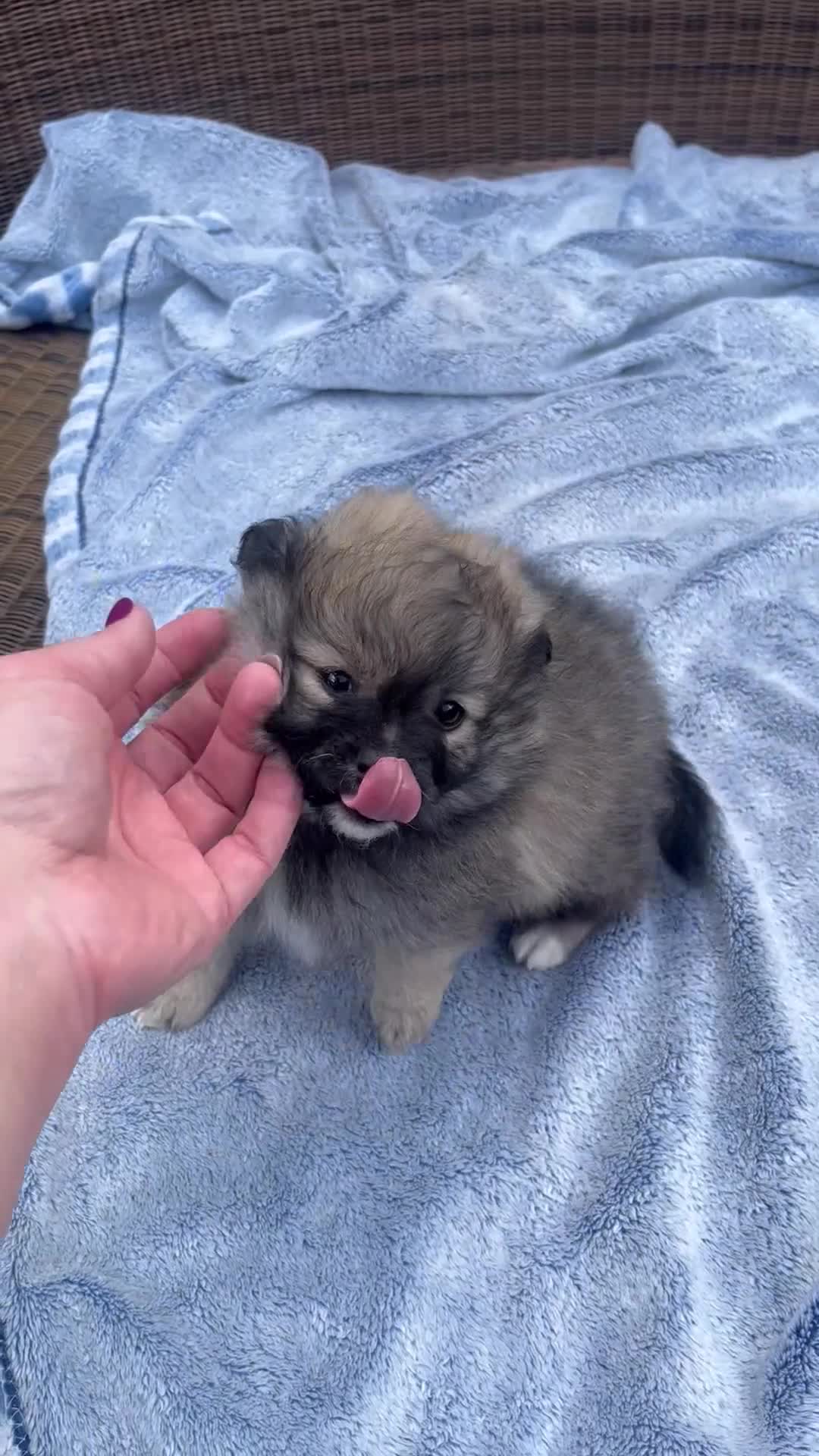 Maltipom dogs for sale: Maltipom - Video 4