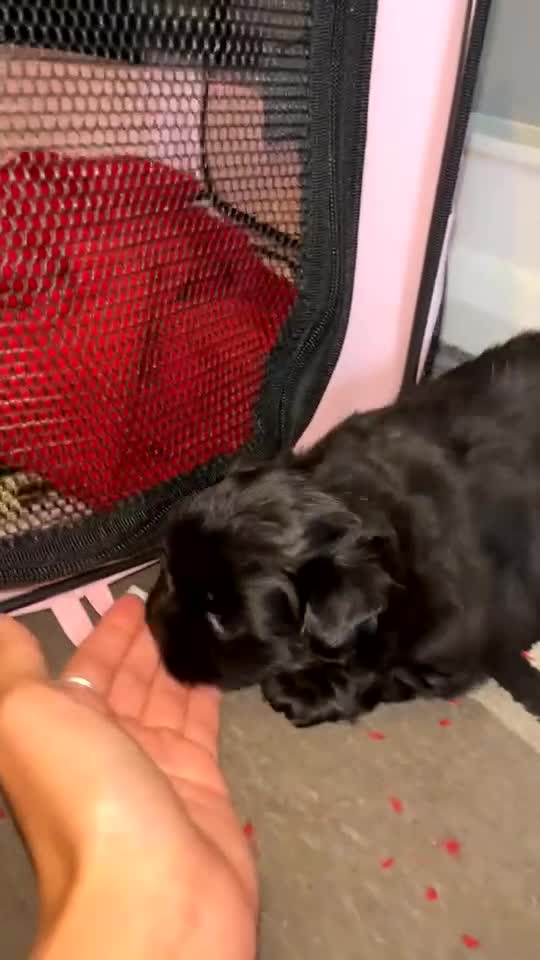 Shih Tzu dogs for sale: Bear 🐻  - Video 2