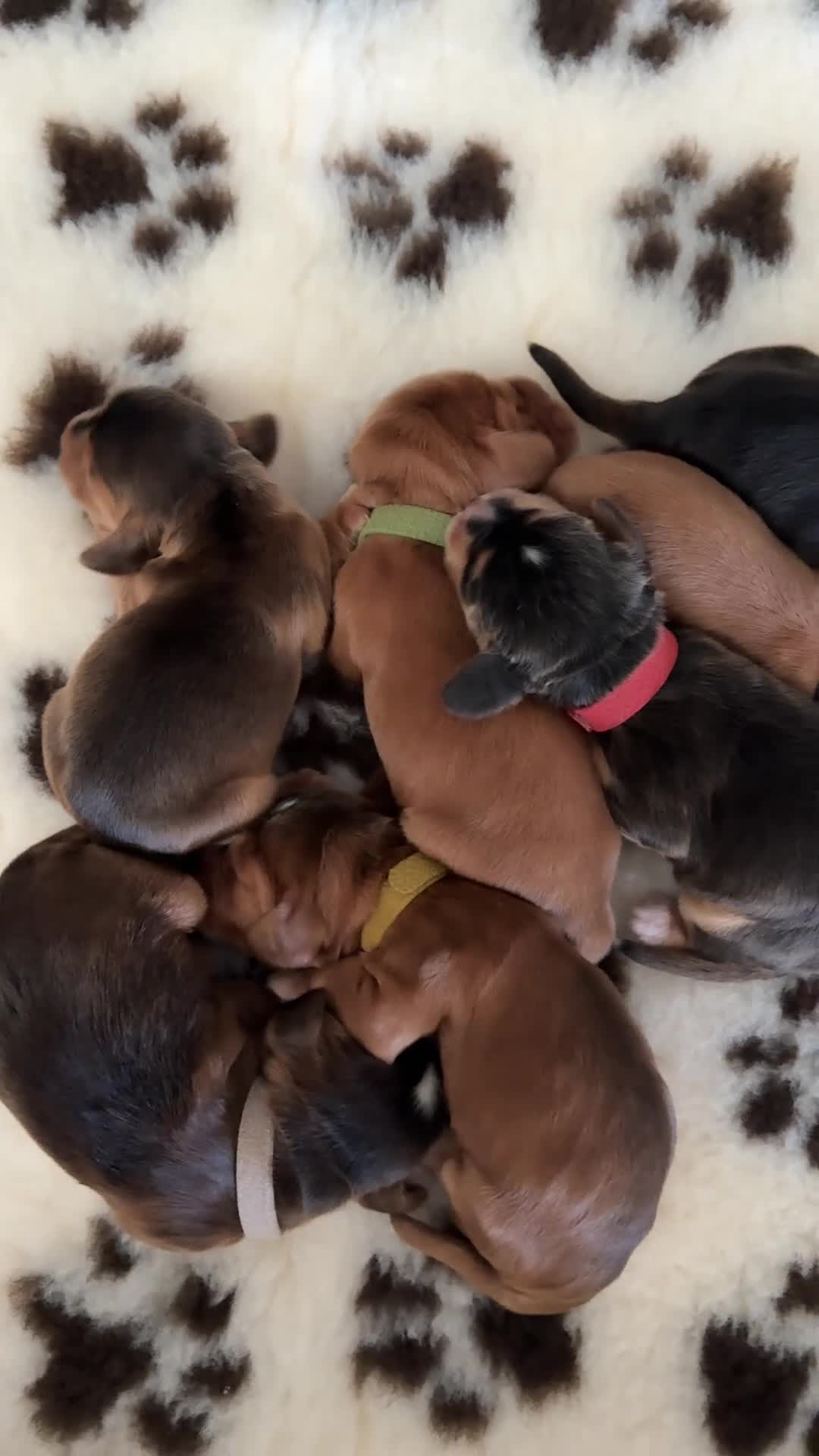 Cocker Spaniel dogs for sale: Stunning KC registered cocker spaniel puppies - Video 1