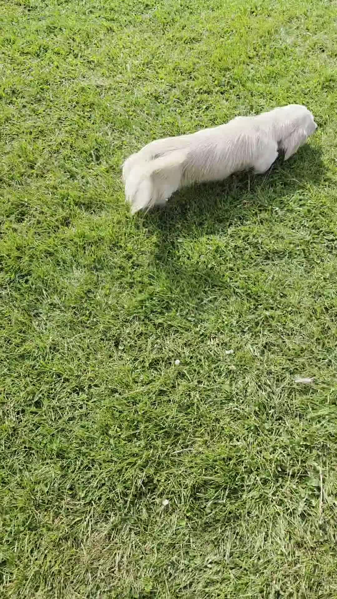 Miniature Dachshund dogs for stud: KC REG ONE OF A KIND EE/ii CREAM MINI DACHSHUND in Hinckley - Video 2
