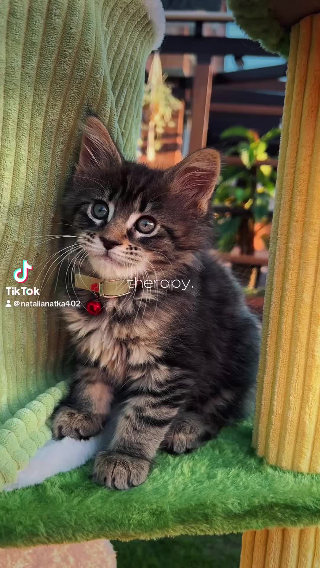 Maine Coon cats for sale: ❤️Maine Coon Girls     Excellent Bloodlines❤️ - Video 2