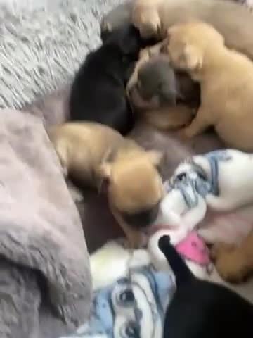 Mixed Breed dogs for sale: Frenchie x chihuahua  in Neath - Video 1