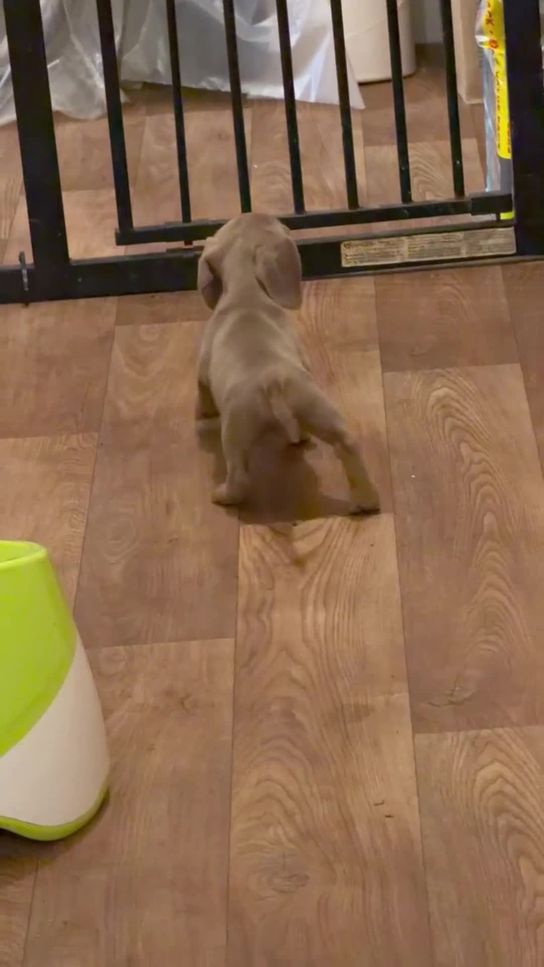 Miniature Dachshund dogs for sale: KC pure Miniature Dachshunds   - Video 2