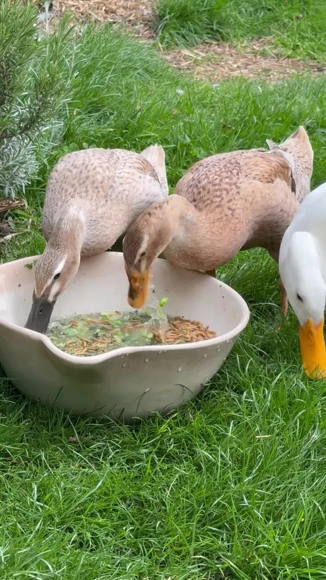 Ducks poultry for sale: 3 x Indian Runner Ducks (1male/2female) in Liverpool - Video 1