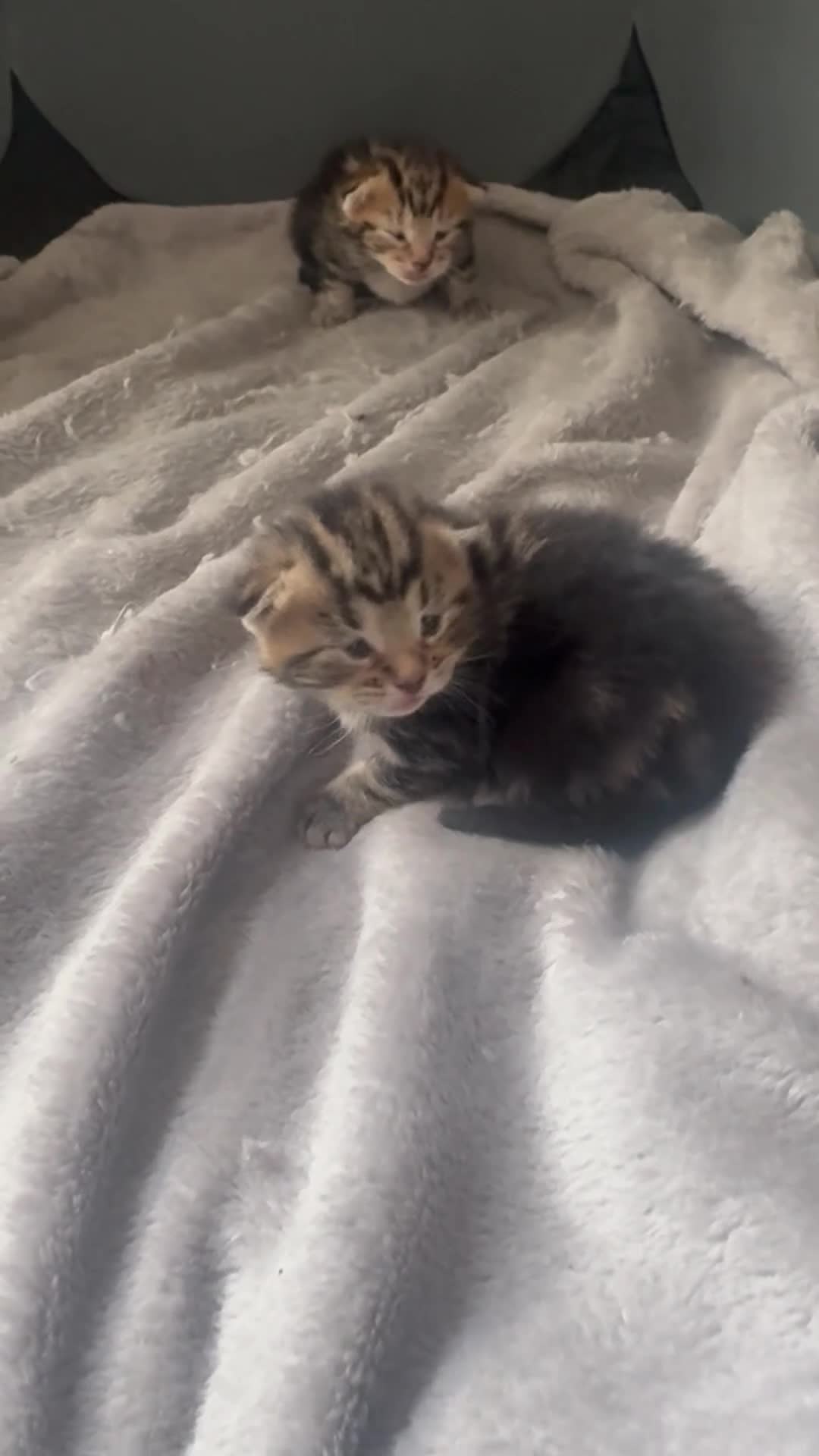 Mixed Breed cats for sale: Kittens looking for new homes. Mix breed  - Video 4
