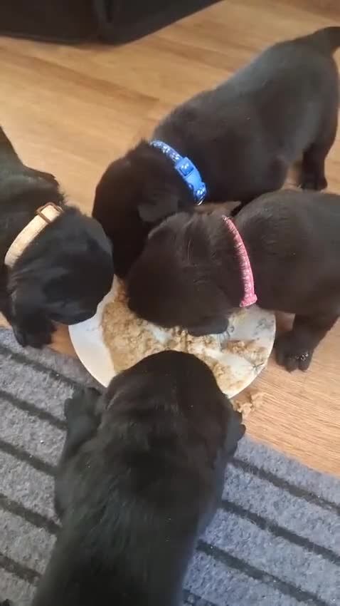 Labrador Retriever dogs for sale: Black labrador puppys in Worksop - Video 1