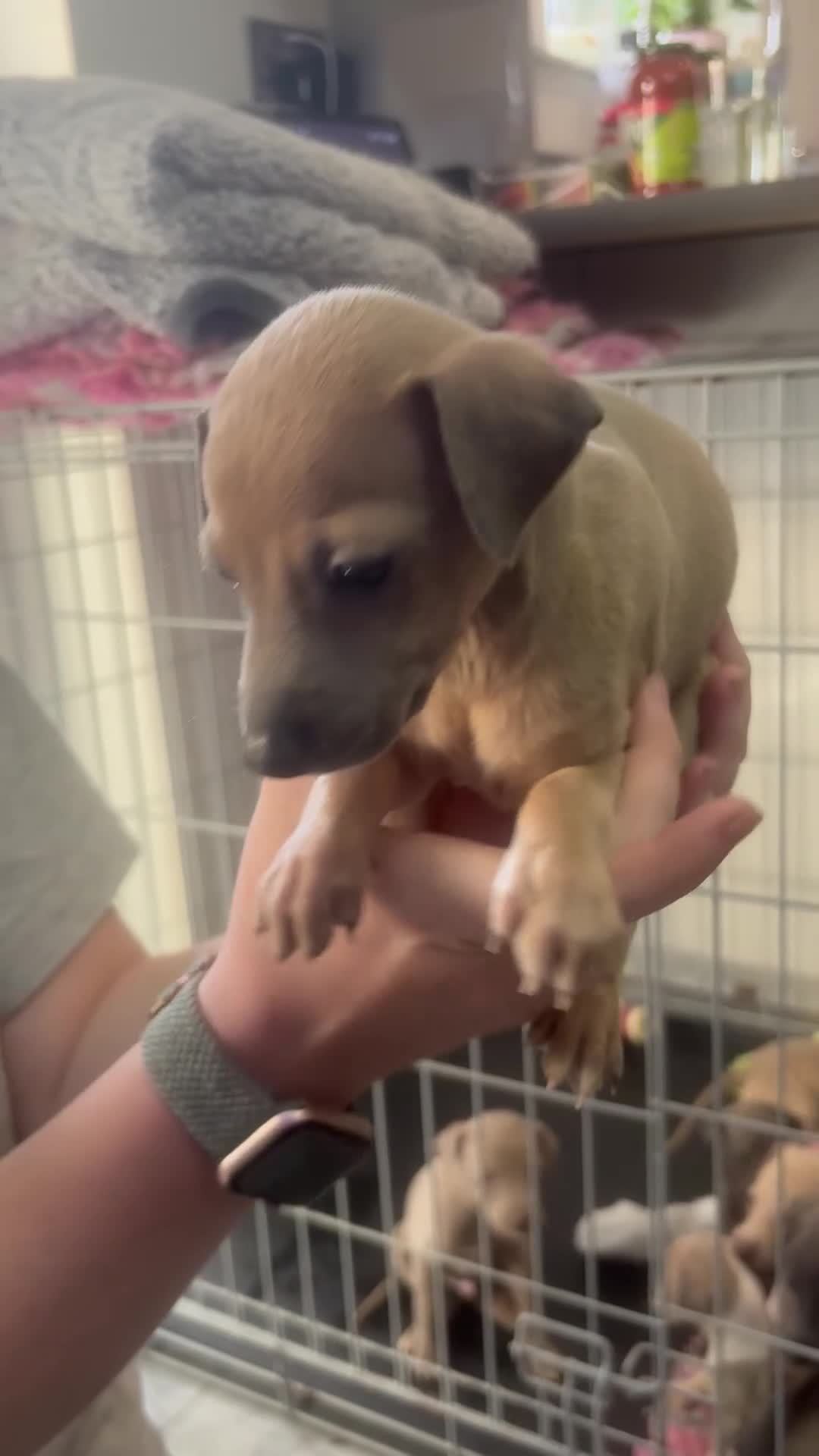 Mixed Breed dogs for sale: Italian greyhound 3/4 and 1/4 whippet puppies  - Video 2